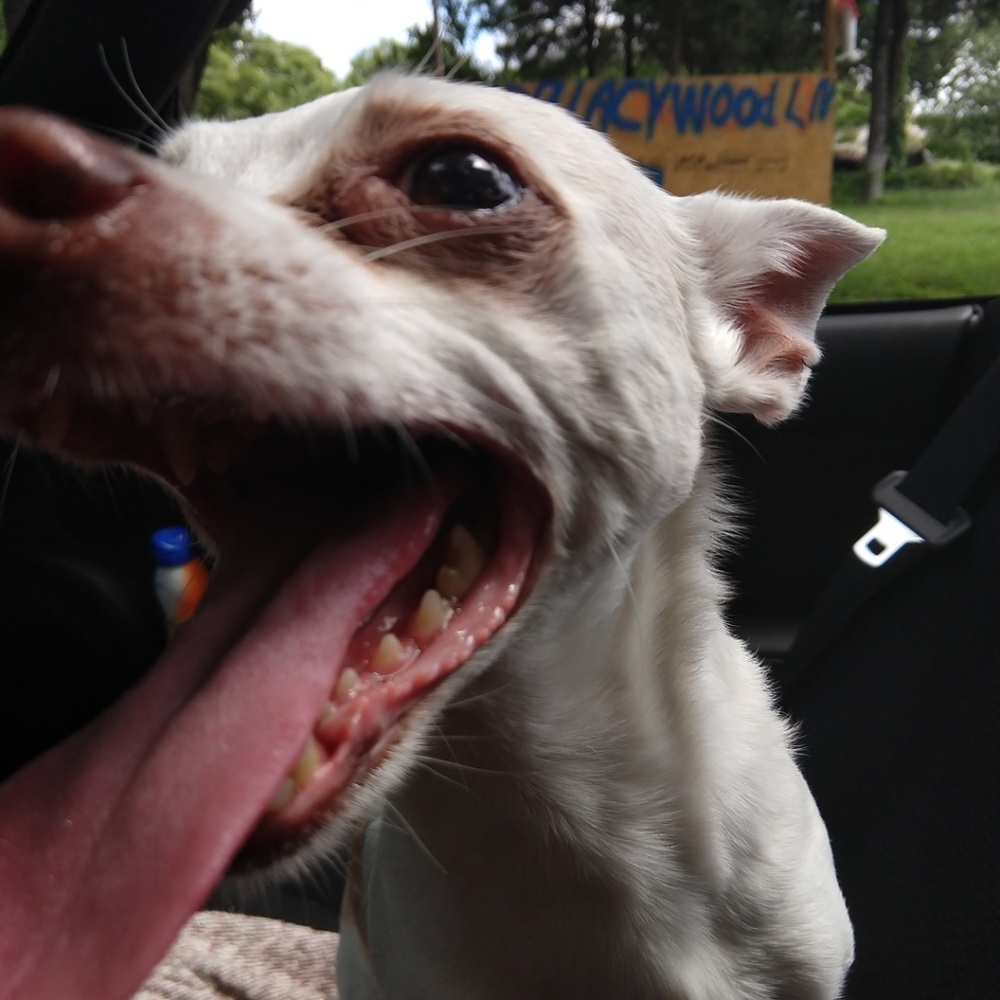 Meet your Posher, Amy